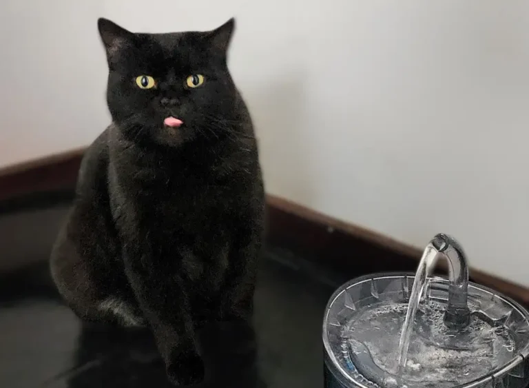 fuente de agua para gatos y perros con sensor